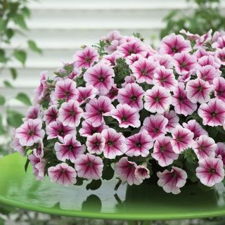 Opera Supreme Raspberry Ice Petunia Thumbnail